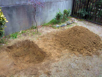 ばたおさんが掘り起こしました。